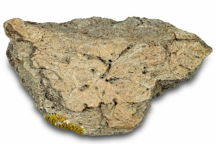 Dinosaur (Triceratops) Frill Shield Section - Montana #303404